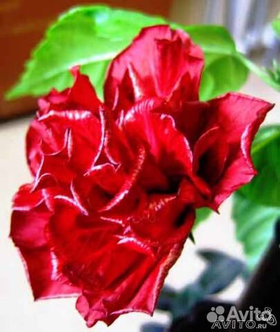 Сортовой гибискус Eureka, черенки