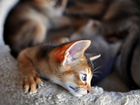 Абиссинские котята дикиго окраса объявление продам