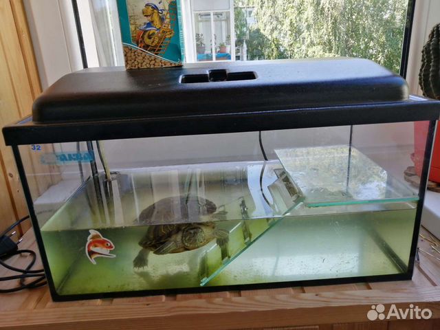 Красноухая черепаха с аквариумом и с фильтром