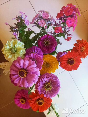 Цинии разных оттенков, срезка в июле