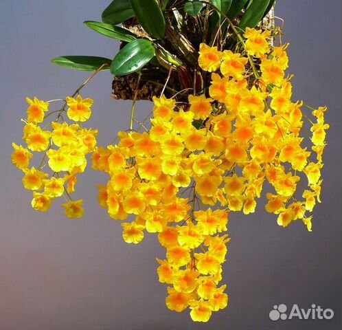 Орхидеи (каттлея, дендробиум)