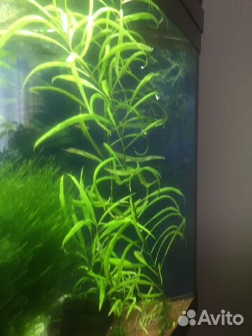 Аквариумные растения прополка