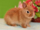 Карликовые кролики разные/доставка по РФ
