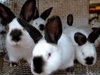 Продам или обменяю калифорнийских кроликов