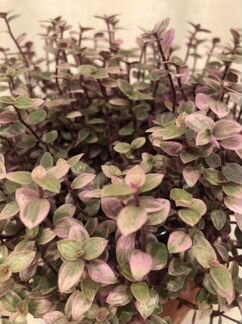 Каллизия Pink Panter