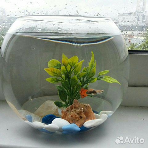 Аквариум круглый 12 л, в комплекте рыбки, такси