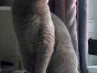 Шотланский прямоухий кот