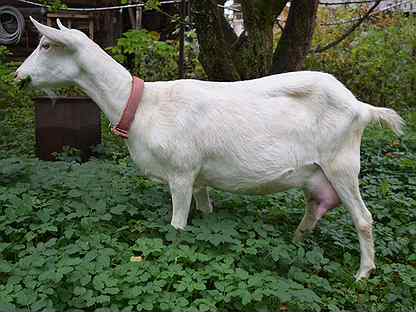 Зааненская дойная коза, покрытая