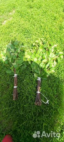 Плотные Веники для бани