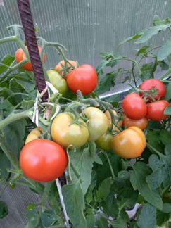 Семена томатов