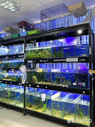 Аквариумные рыбки