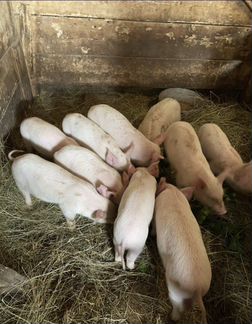 Поросята (свиньи) ландрас и крупная белая