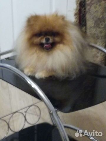 Мини Шпиц для вязок, щенки