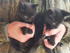 Черные котята бесплатно объявление продам
