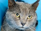 Шикарный кот Зевс русской голубой породы в дар объявление продам