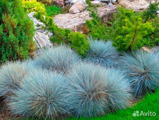 Овсянница, фестука 2 цвета