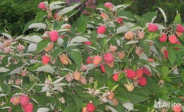 Саженцы малины Дельнива, Энросадира, Амира