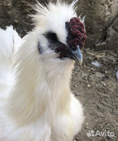 Цыплята китайский шелковый абориген кша