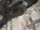 Котята Мейн-кун ищут добрых и заботливых хозяев объявление продам