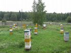 Пчелосемьи, рои объявление продам
