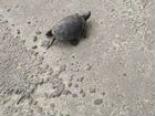 Черепаха болотная бесплатно объявление продам