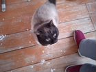 Сиамский кот для вязки объявление продам
