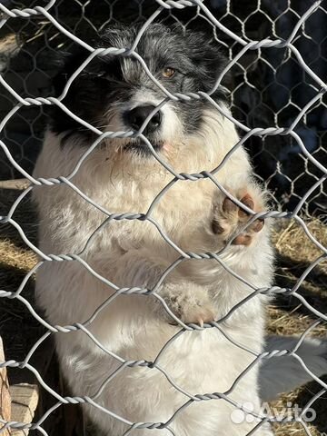 Отдам бесплатно щенков