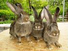 Кролики фландр и ризен