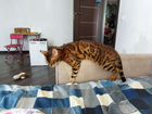 Бенгальский кот объявление продам