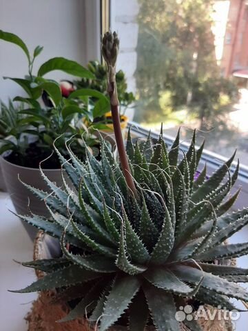Суккуленты - эуфорбия, алоэ остистое