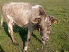 Корова дойная с теленком объявление продам