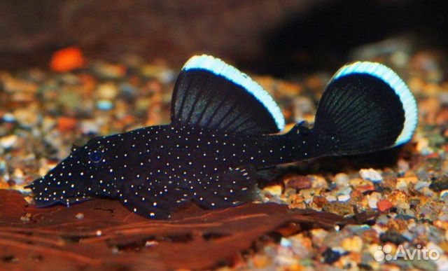 Анциструсы звездчатые L181 Креветки Амано