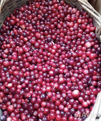 Cranberry Beer Recipe D.I.Y. Cranberry beer, Cranberry cinnamon, Kombucha