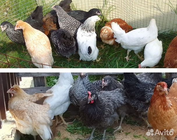 Куры,цыплята бройлер,индюшата,мулард,утята