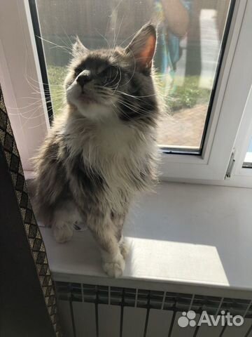 Передержка собак и кошек и не только