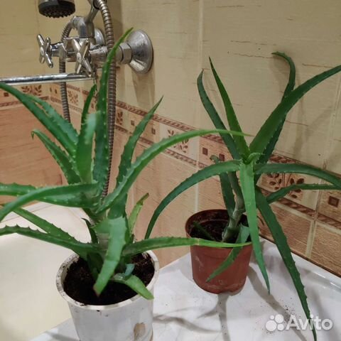 Алоэ столетник