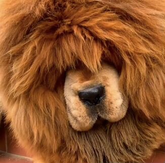 Тибетский Мастиф щенки