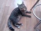 Бенгальская кошка бесплатно объявление продам