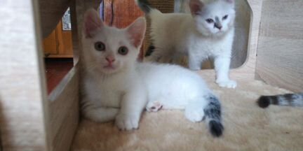 Котята