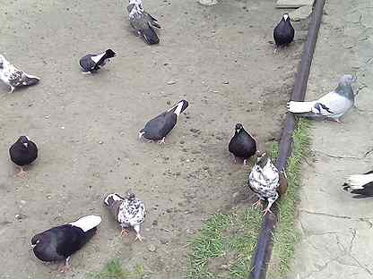 птицы борисоглебска. птиц и грызунов. аисты в тюменской области. певчий дрозд птица пение. птица борисоглебск.