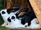 Кролики породы большой немецкий великан объявление продам