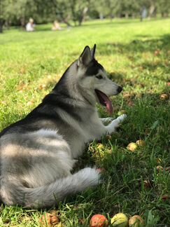 Сибирский хаски