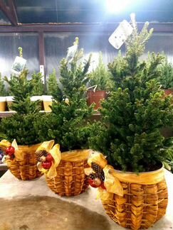 Ель в горшке Виллс Цверг