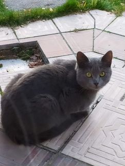 Котик