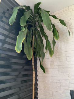 Драцена(драконье дерево)