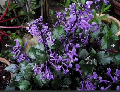 Плекрантус Mona Lavender