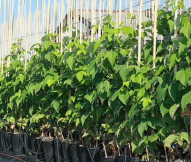 Саженцы малины (в ассортименте)