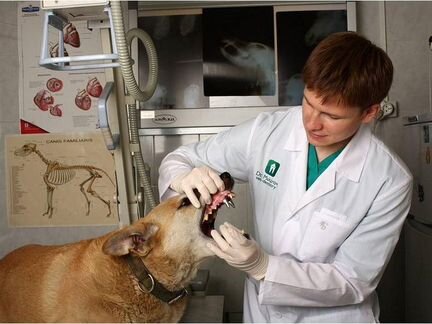 Ветеринарный врач на дом круглосуточно