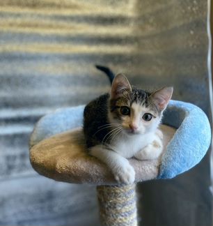 Котенок
