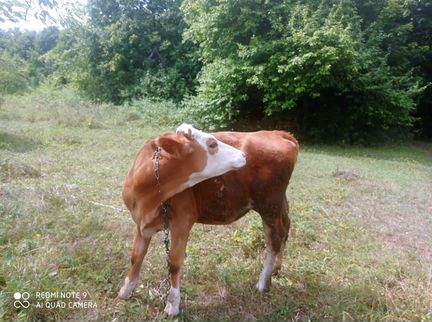 Тёлка, корова - фотография № 4
